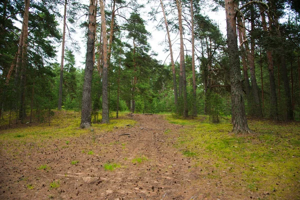 Сосновые шишки на дороге в лесу — стоковое фото