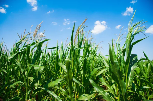 Campo de maíz verde — Foto de Stock