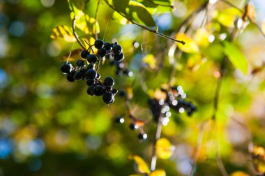 Bahçede siyah böğürtlenli yakın plan