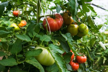 Serada domates yetiştiriciliği