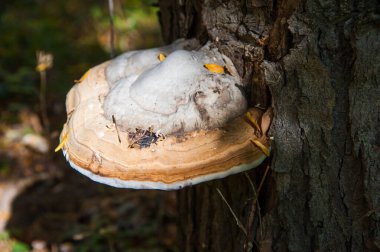 Ağaçtaki mantarlar