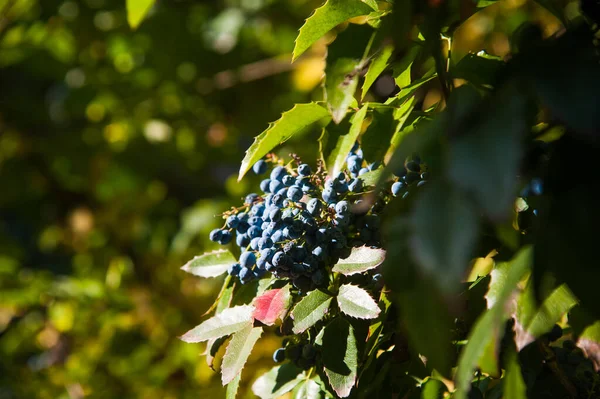 Fekete chokeberry közelkép a kertben — Stock Fotó