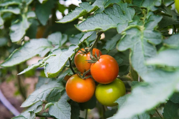 温室中番茄生长 — 图库照片