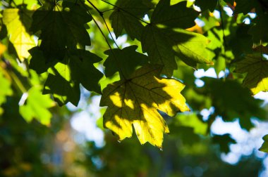 Şehir parkında güneşli bir sonbahar günü
