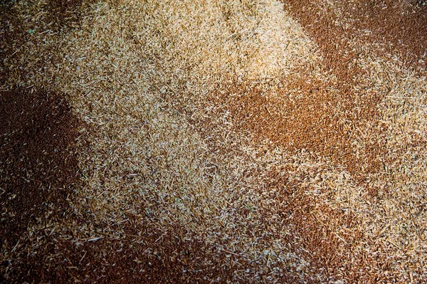 Pilha de montes de grãos de trigo no elevador de grãos . — Fotografia de Stock