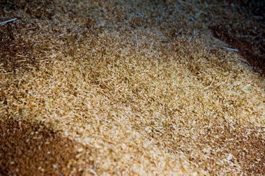 Tahıl asansöründe bir yığın buğday taneciği.