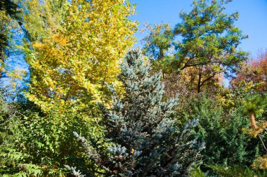 Şehir parkında güneşli bir sonbahar günü