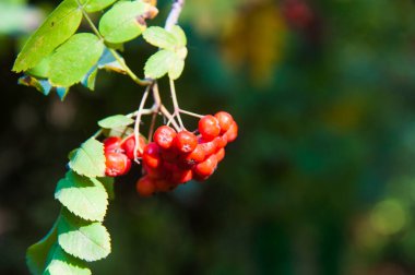 Bir şehir parkında bir ağaç üzerinde Rowan çilek