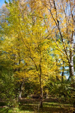 Şehir parkında güneşli bir sonbahar günü