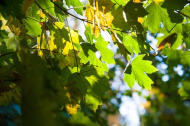 Şehir parkında güneşli bir sonbahar günü