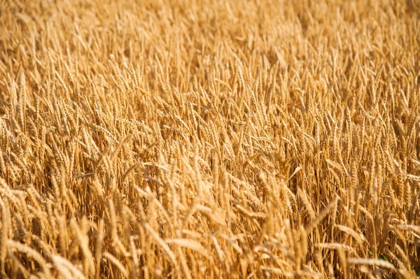 Campo de trigo dourado e dia ensolarado — Fotografia de Stock