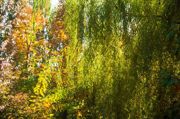 Dia ensolarado de outono no parque da cidade — Fotografia de Stock