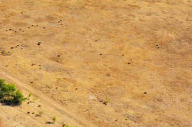 Bir yaz günü çayırların ve tarlaların havadan görünüşü