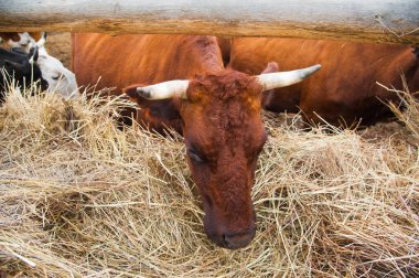 Çiftlikteki inekler. Süt inekleri. Yuvalanmış