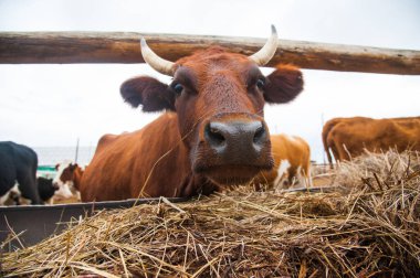 Çiftlikteki inekler. Süt inekleri. Yuvalanmış
