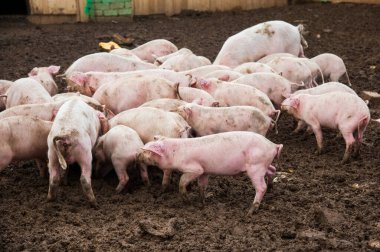 Evcil domuzlar. Köydeki bir çiftlikte domuzlar