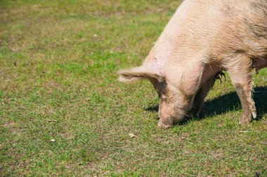 Domuz çiftliği. Domuzlar sahada. Domuz yeşil çayırda koşuyor.