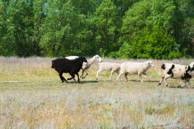 Çayırdaki koyun sürüsü. Koyun koşusu