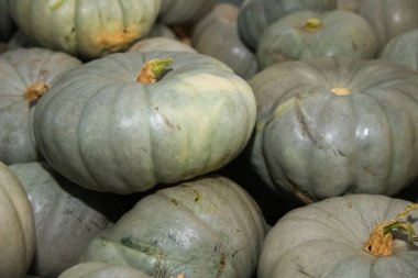 Arka plan olarak taze gri balkabakları. Sebze dükkanı