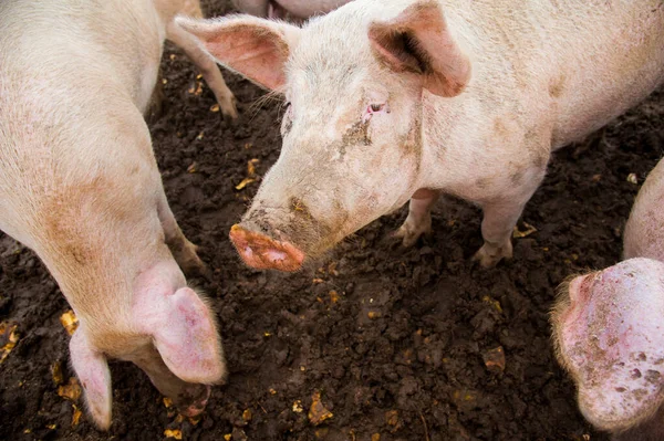 Домашні Свині Свині Фермі Селі — стокове фото