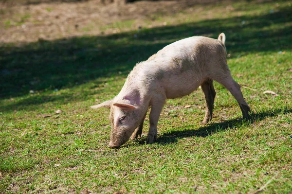 Pig farm. Pigs in field. Pig running on a green meadow