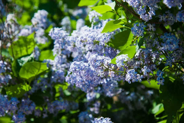 Florecimiento Común Syringa Vulgaris Lilacs Bush Paisaje Primaveral Con Ramo —  Fotos de Stock