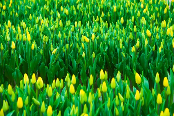 Cena Primavera Campo Tulipas Agronegócio Estufa Mudas Primavera — Fotografia de Stock