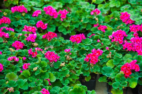 Invernadero Con Una Variedad Plantas Flores —  Fotos de Stock