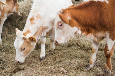 Çiftlikteki inekler. Süt inekleri. Yuvalanmış