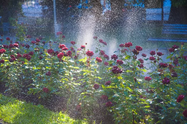 Rega Gramado Rosa Flores Jardim Inteligente Ativado Com Sistema Irrigação — Fotografia de Stock
