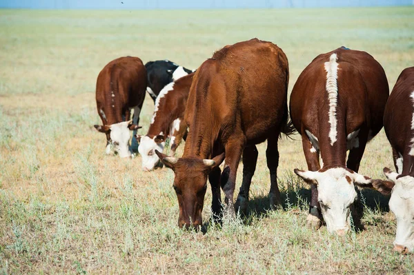 Krávy Poli Modrá Obloha Krávy Pasoucí Pastvinách — Stock fotografie