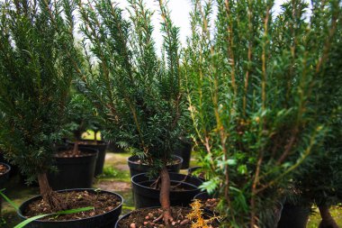 Çam fidanları, ladin, köknar ve diğer kozalaklı ağaçlar, saksılarda, fidanlıklarda..