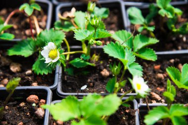 Çilek fidanları siyah, plastik kaplar büyür ve kreşte satılır.