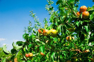 Elmalar yeşil yaprakların arasında bir dalda yetişir. Elma bahçesi