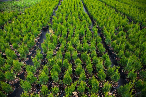 Arbustes Pins Épinettes Sapins Autres Conifères Pots Pépinière — Photo