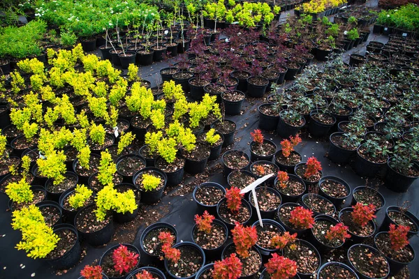 Arbustos Barberry Para Jardinería Del Paisaje Plantados Tinas Aire Libre —  Fotos de Stock