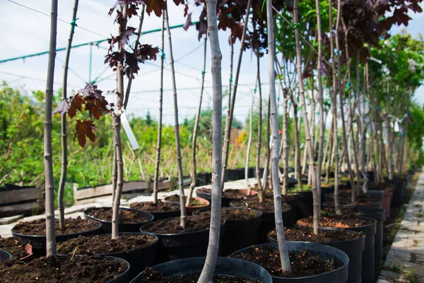 Plant nursery. Rows of young maple trees in plastic pots on plant nursery
