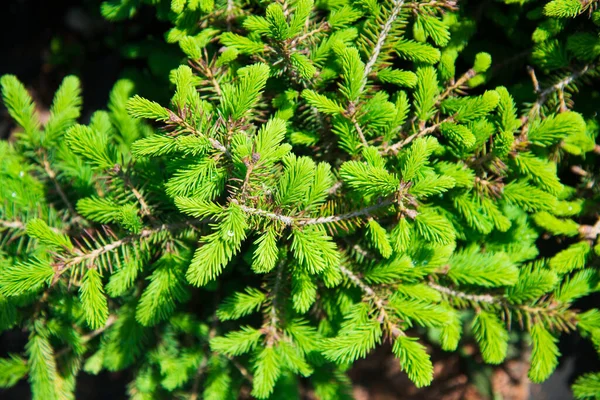 Saplings Pine Spruce Fir Other Coniferous Trees Pots Plant Nursery — Stock Photo, Image