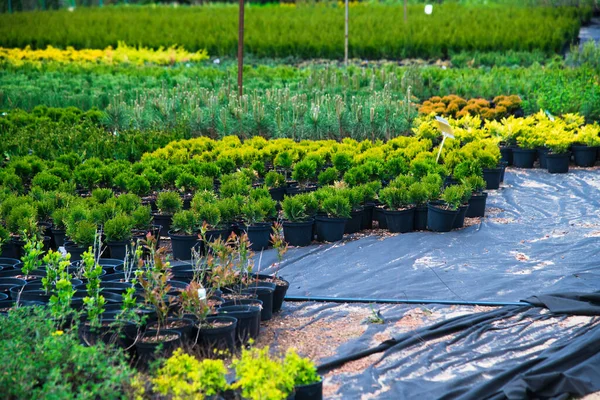 Plantas Pino Abeto Abeto Otros Árboles Coníferas Macetas Viveros —  Fotos de Stock