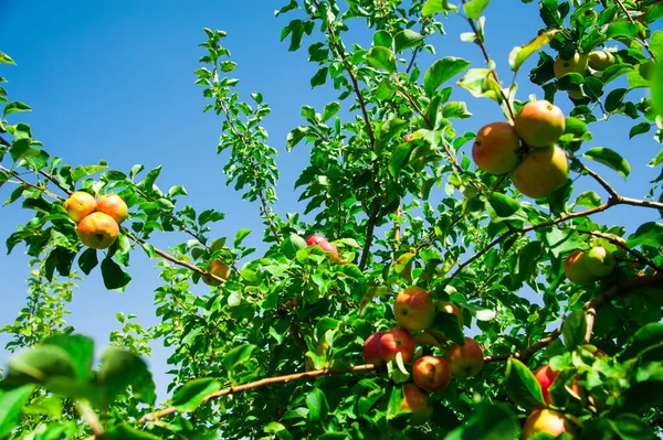 Omenat Kasvavat Oksalla Vihreiden Lehtien Keskellä Omenatarha — kuvapankkivalokuva