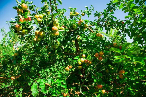 Appels Groeien Een Tak Tussen Het Groene Blad Appelboomgaard — Stockfoto