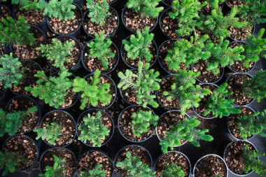 Çam fidanları, ladin, köknar ve diğer kozalaklı ağaçlar, saksılarda, fidanlıklarda..