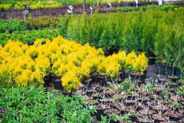 Çam fidanları, ladin, köknar ve diğer kozalaklı ağaçlar, saksılarda, fidanlıklarda..