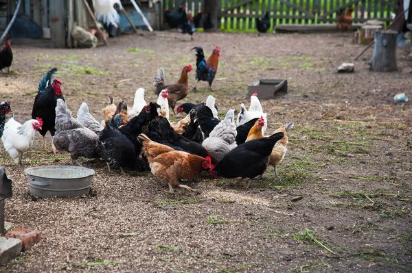 自由放养的小鸡在一个小农场的院子里游荡 — 图库照片