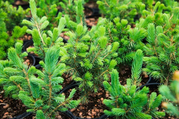 Saplings Pine Spruce Fir Other Coniferous Trees Pots Plant Nursery — Stock Photo, Image
