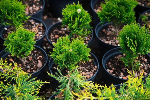 Plantas Pino Abeto Abeto Otros Árboles Coníferas Macetas Viveros —  Fotos de Stock