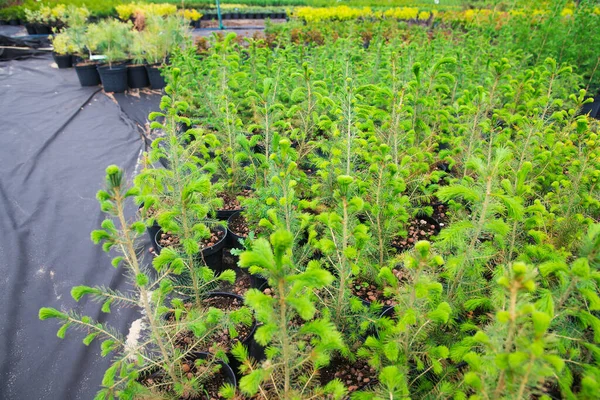 Saplings Van Pijnbomen Sparren Sparren Andere Naaldbomen Potten Kwekerijen — Stockfoto