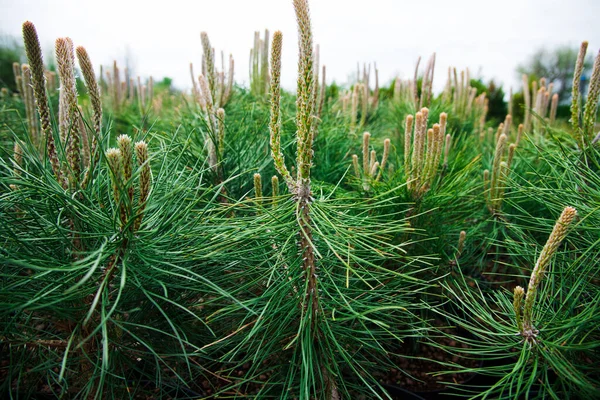 Plantas Pino Abeto Abeto Otros Árboles Coníferas Macetas Viveros — Foto de Stock