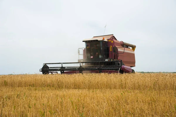 Combine Cosechadoras Campo Trigo Para Cosechar — Foto de Stock