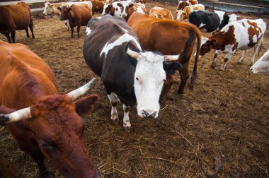 Çiftlikteki inekler. Süt inekleri. Yuvalanmış